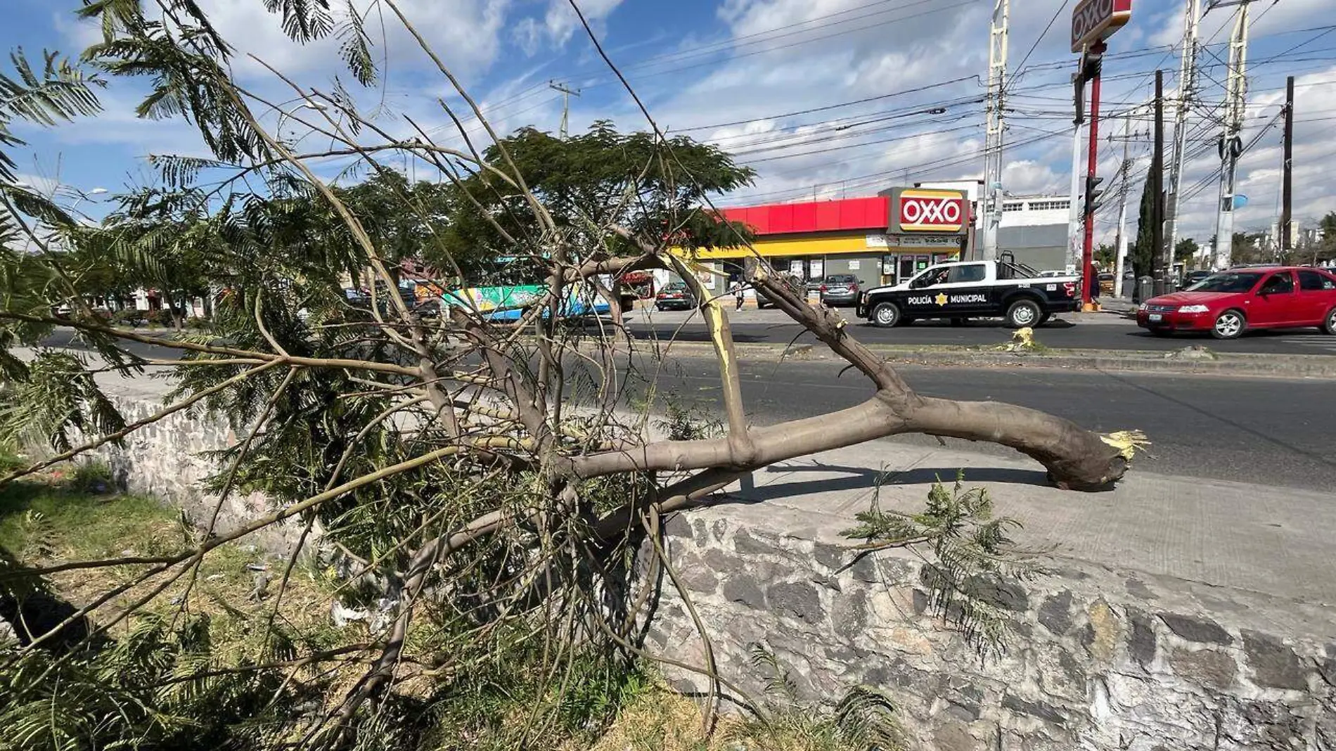 Camión tira árbol